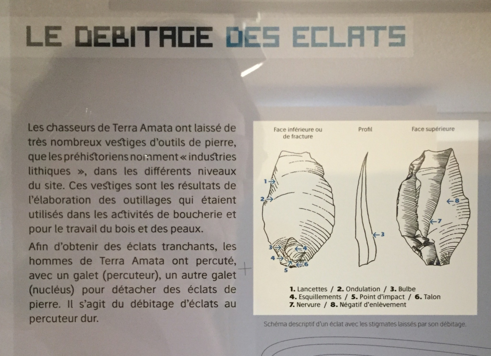 Visite du musée Terra Amata à Nice