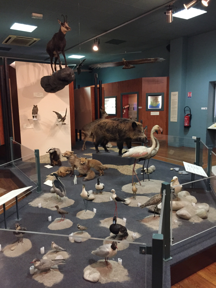 Visite du musée d'histoire naturelle de Nice