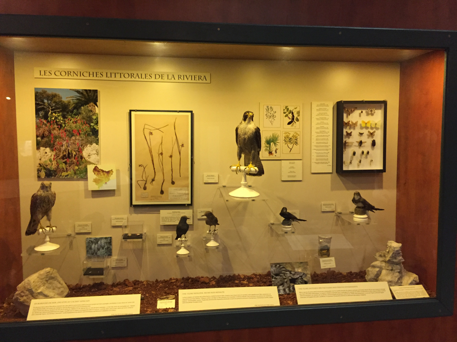 Visite du musée d'histoire naturelle de Nice