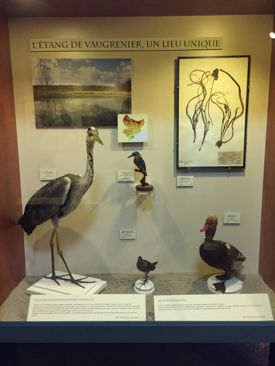 Visite du musée d'histoire naturelle de Nice