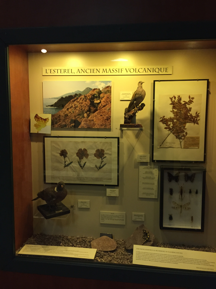 Visite du musée d'histoire naturelle de Nice
