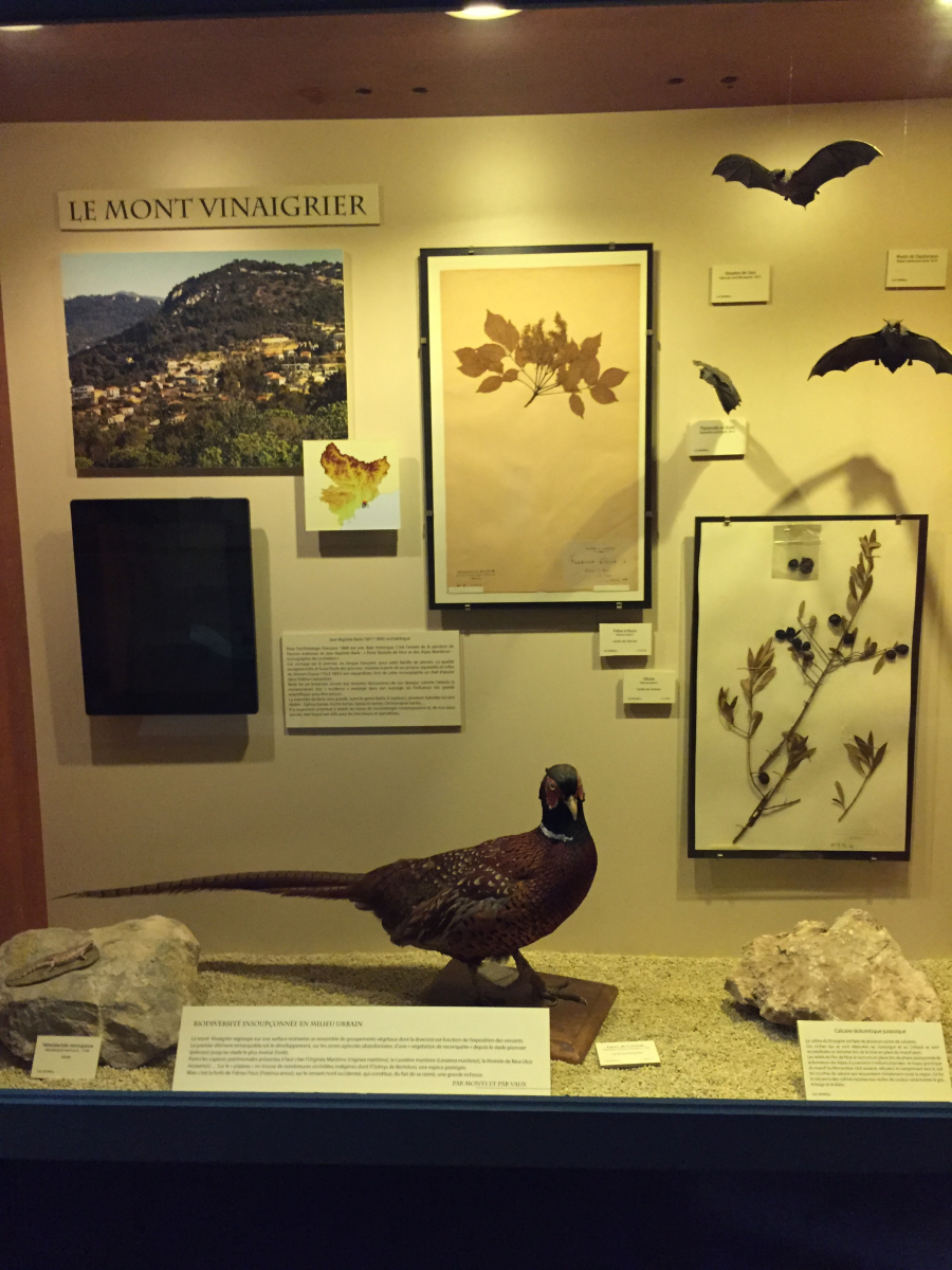 Visite du musée d'histoire naturelle de Nice