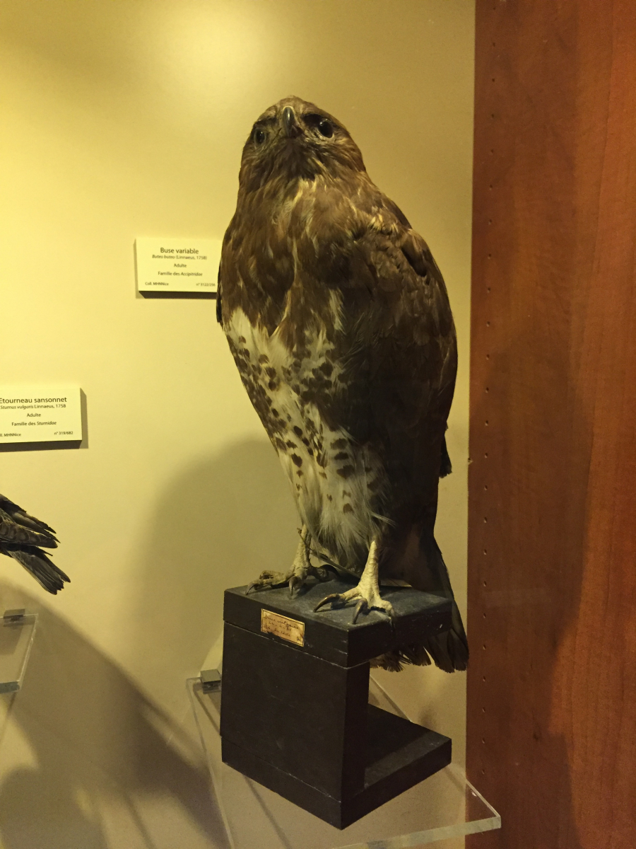 Visite du musée d'histoire naturelle de Nice