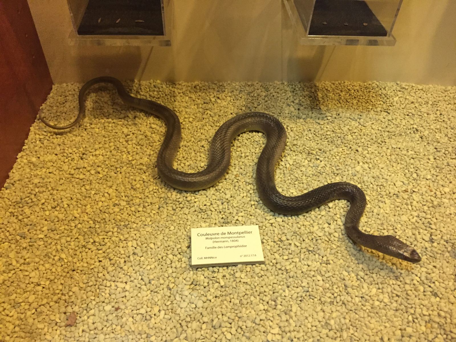 Visite du musée d'histoire naturelle de Nice