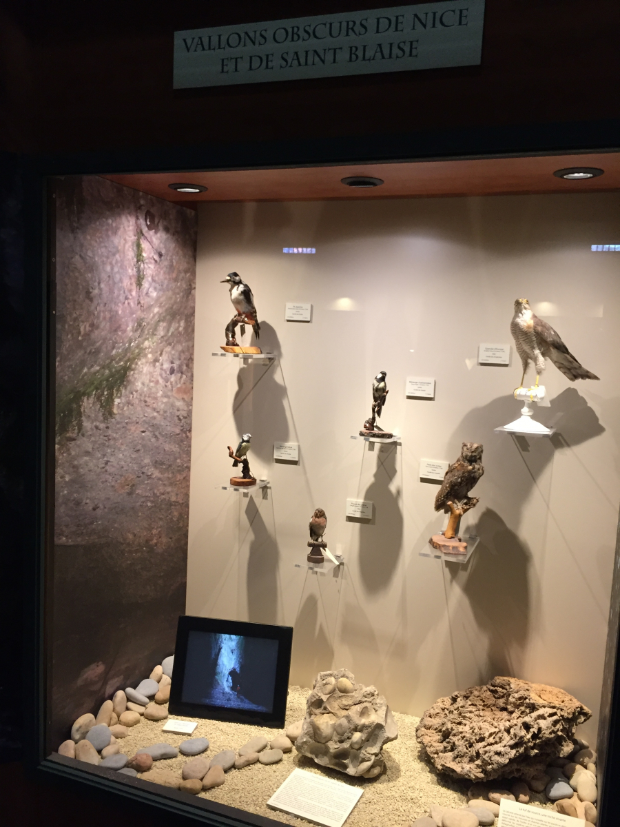 Visite du musée d'histoire naturelle de Nice
