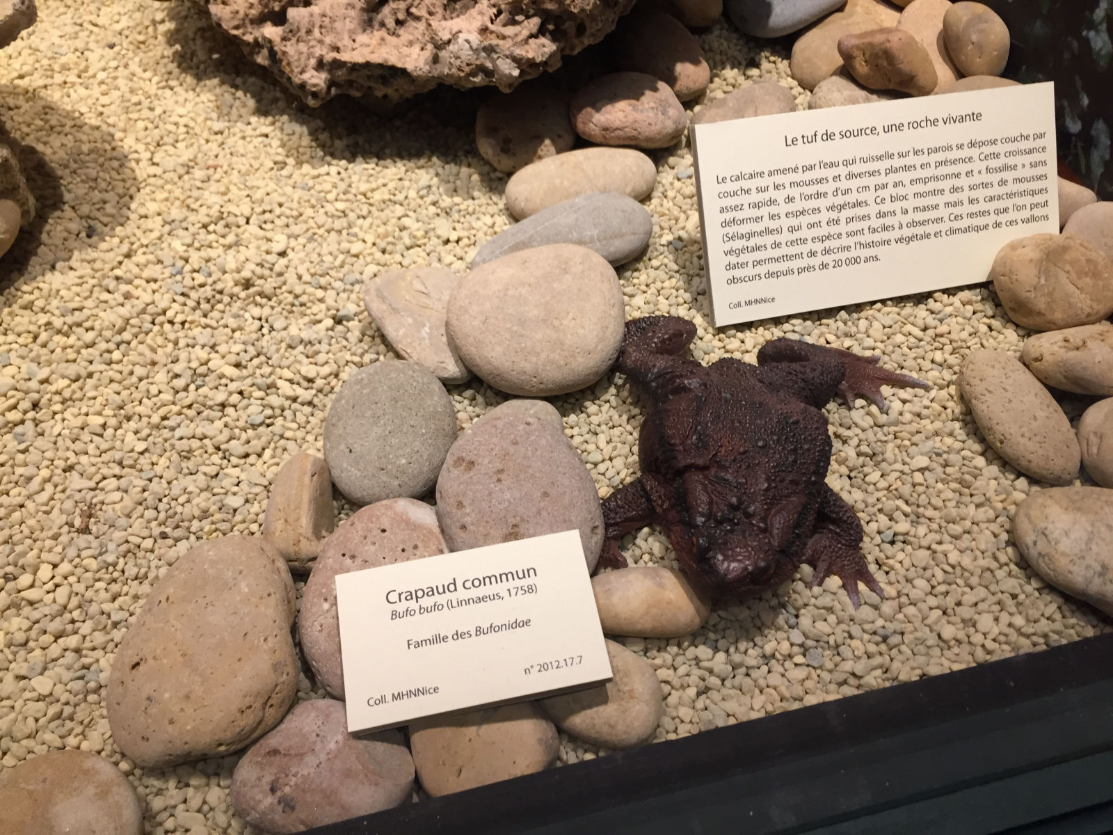 Visite du musée d'histoire naturelle de Nice