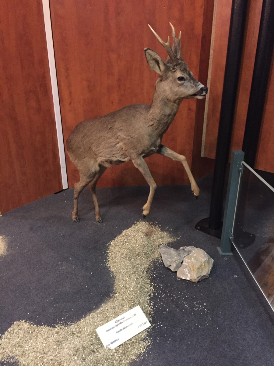 Visite du musée d'histoire naturelle de Nice