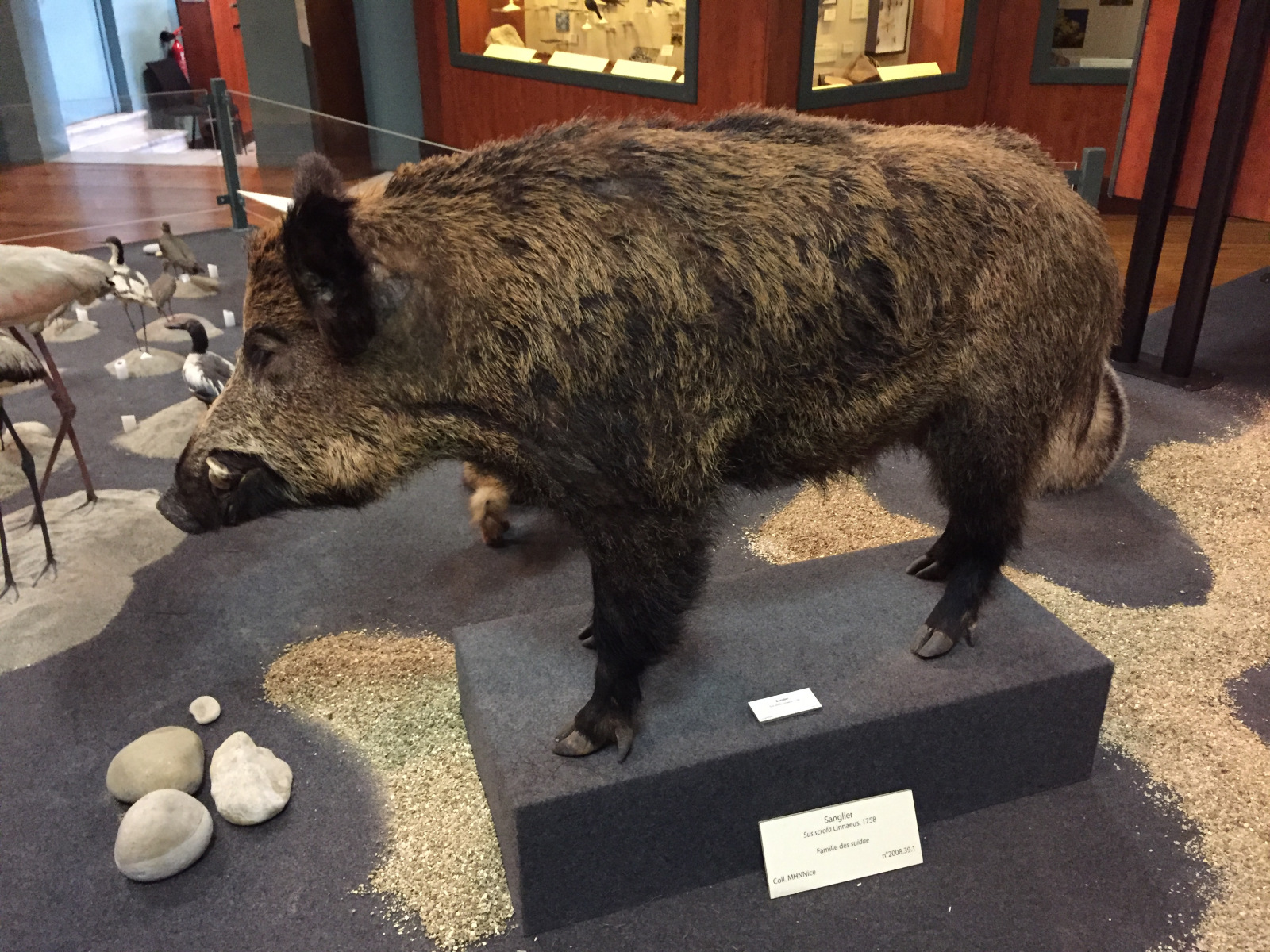 Visite du musée d'histoire naturelle de Nice