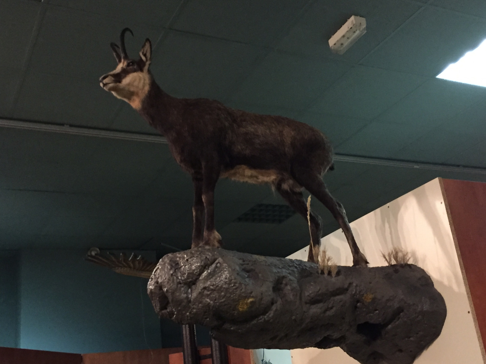 Visite du musée d'histoire naturelle de Nice