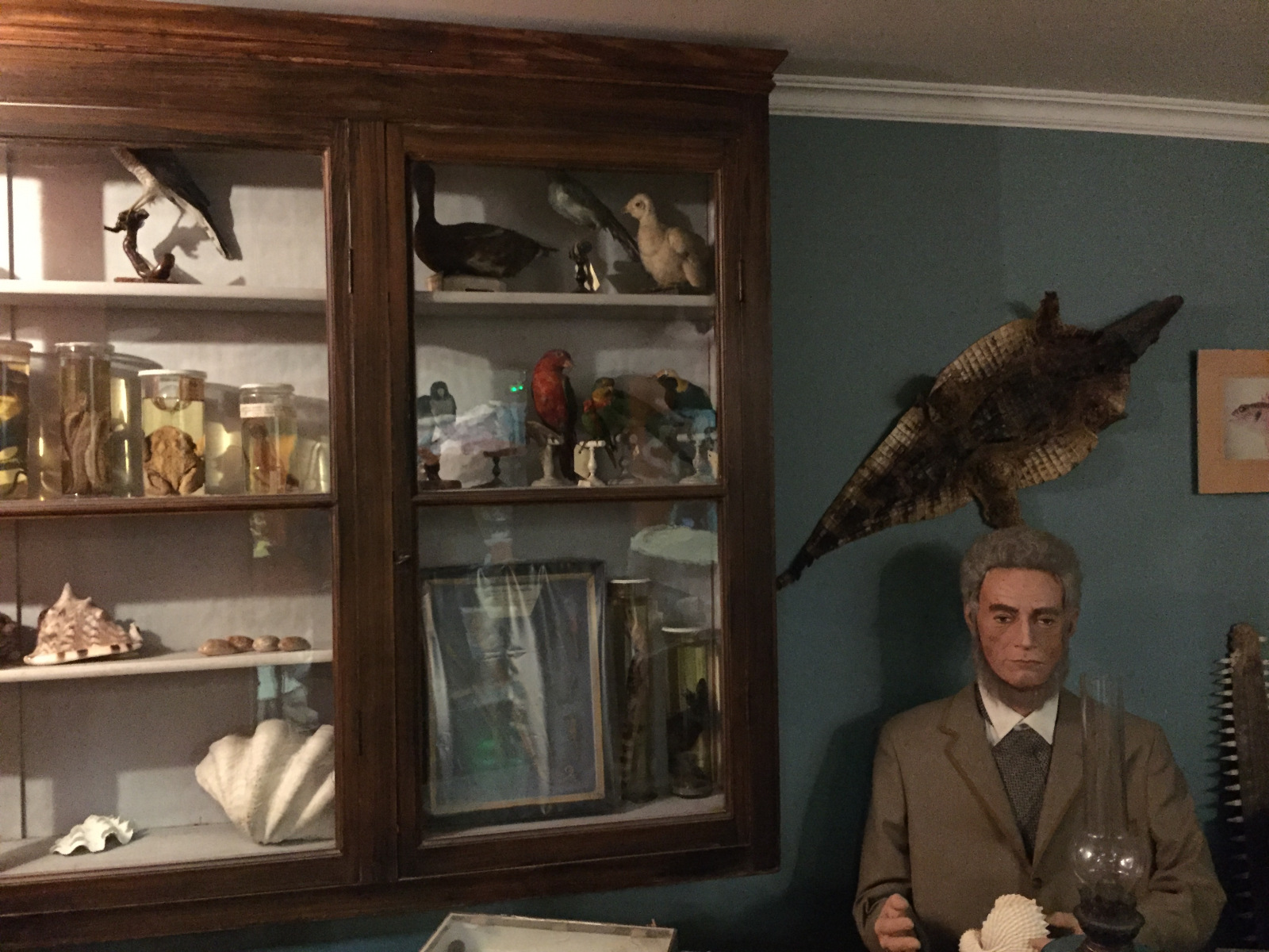 Visite du musée d'histoire naturelle de Nice