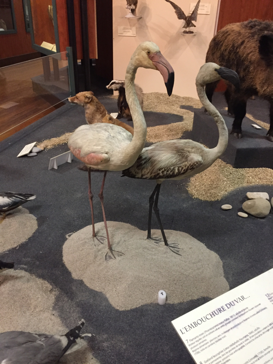 Visite du musée d'histoire naturelle de Nice