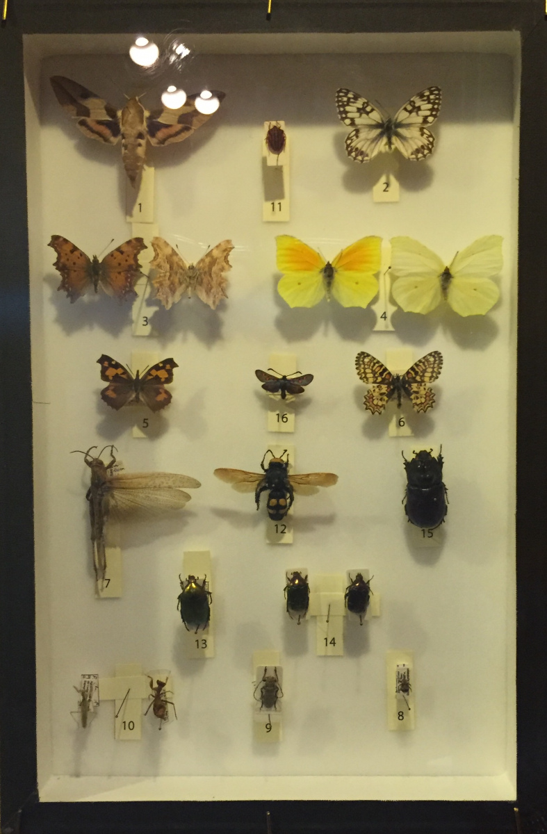 Visite du musée d'histoire naturelle de Nice