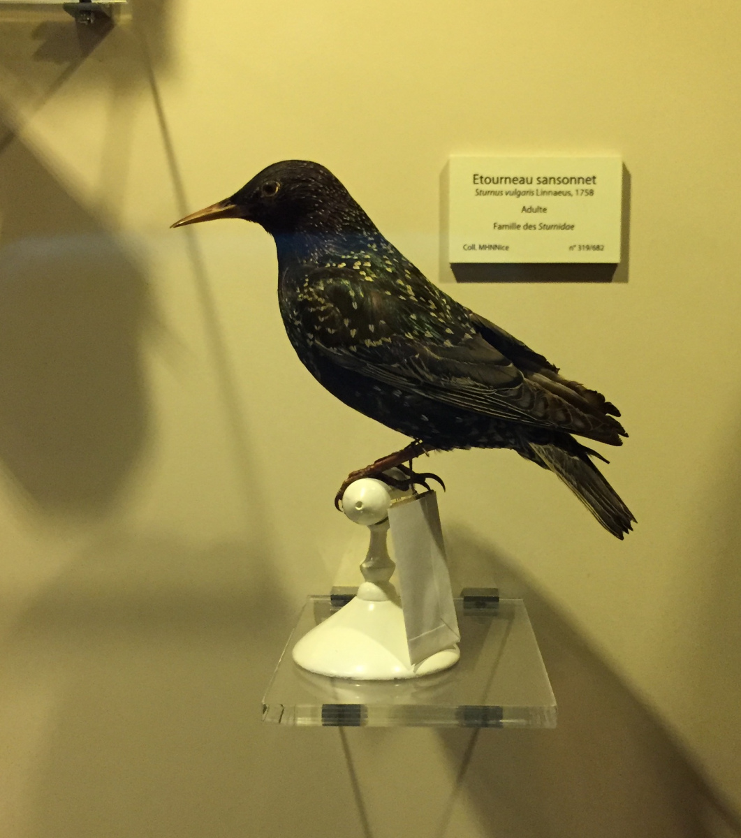 Visite du musée d'histoire naturelle de Nice