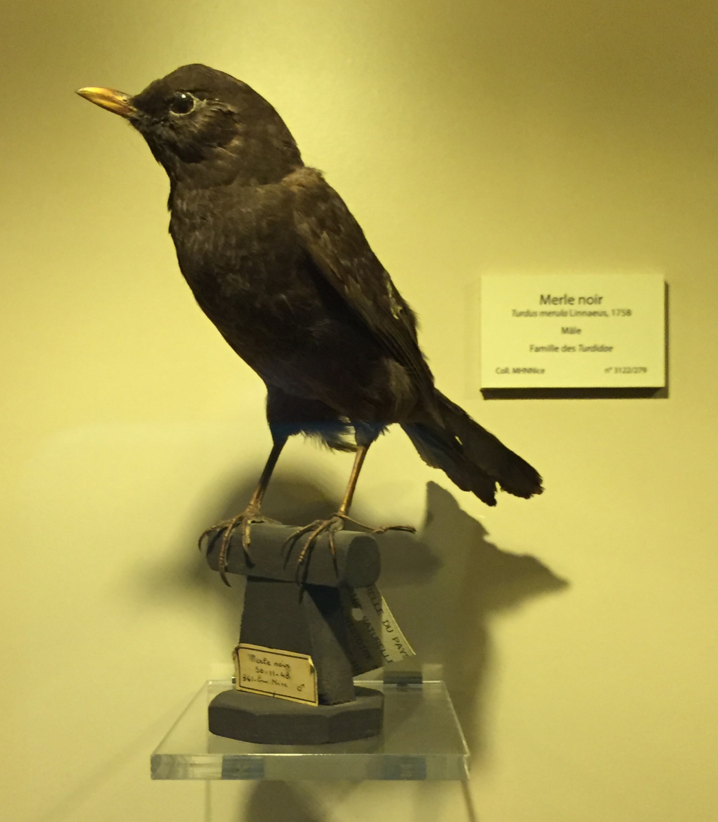 Visite du musée d'histoire naturelle de Nice