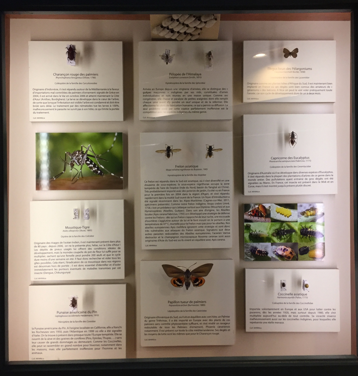 Visite du musée d'histoire naturelle de Nice