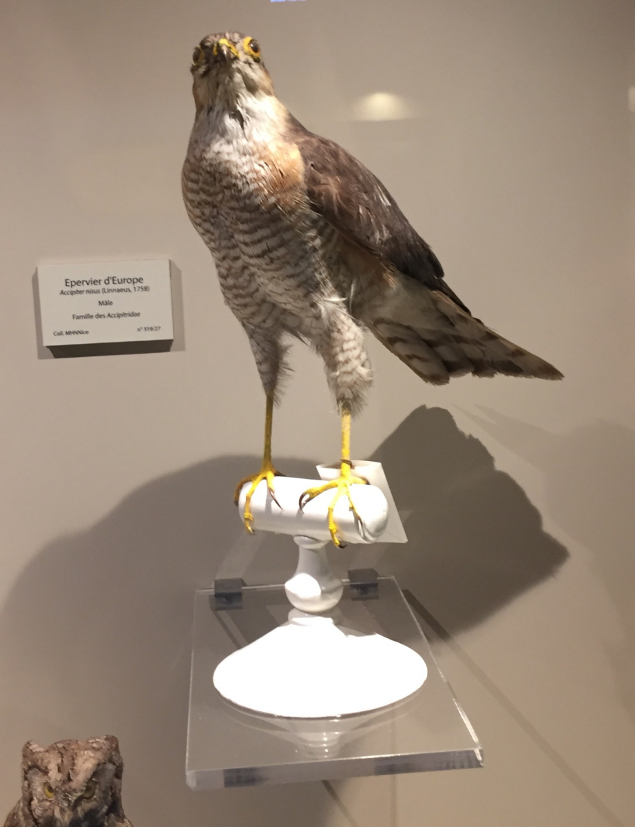 Visite du musée d'histoire naturelle de Nice