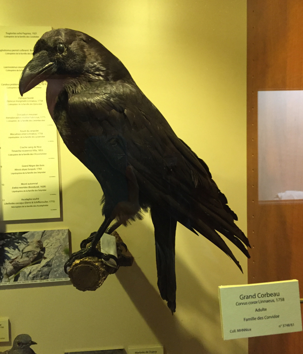 Visite du musée d'histoire naturelle de Nice