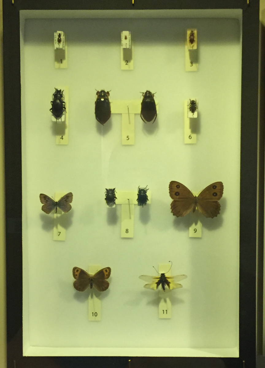 Visite du musée d'histoire naturelle de Nice