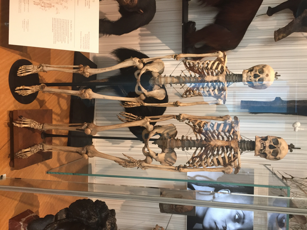 Visite du musée de l’homme