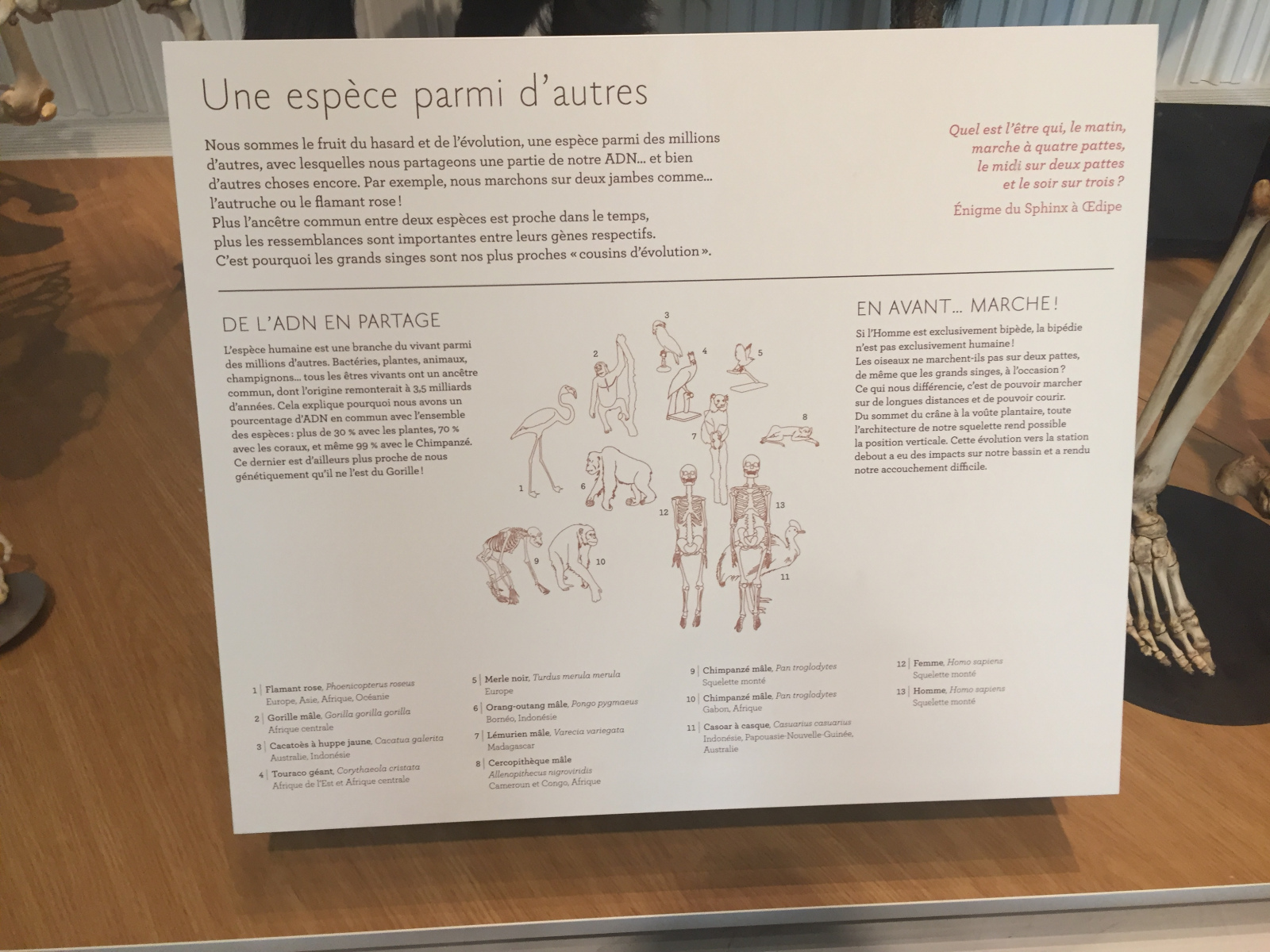 Visite du musée de l’homme