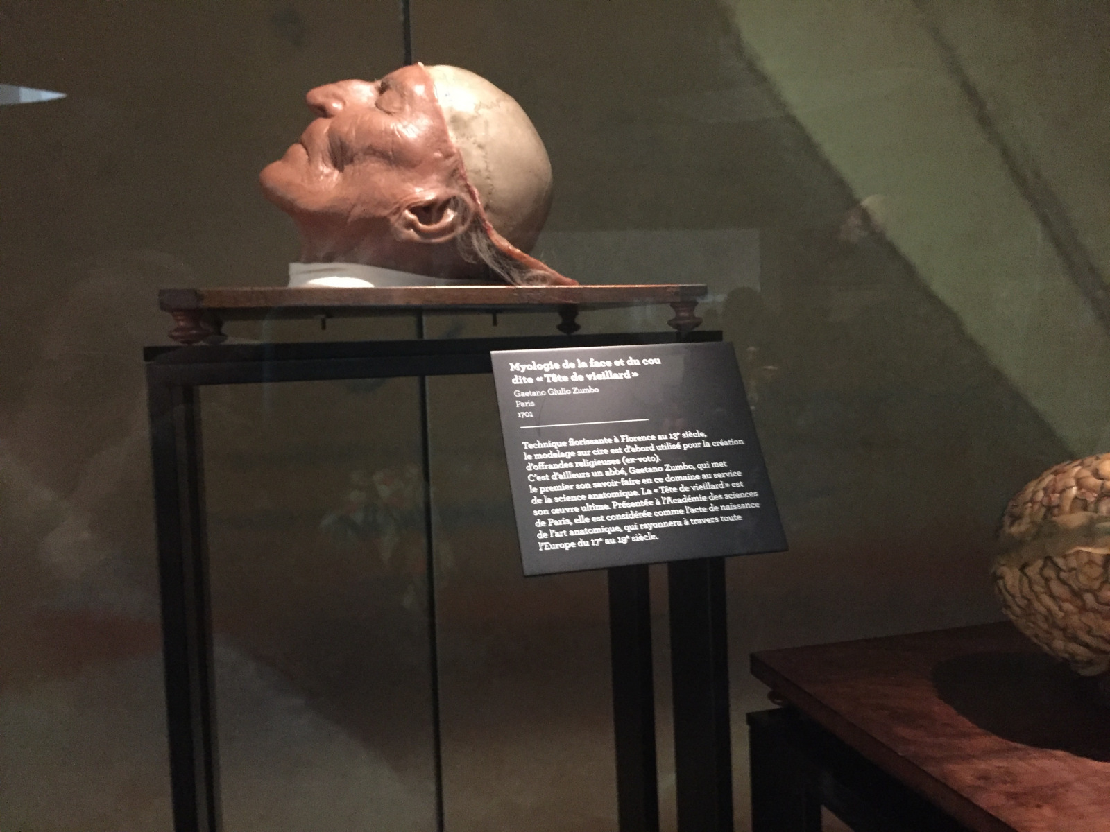 Visite du musée de l’homme