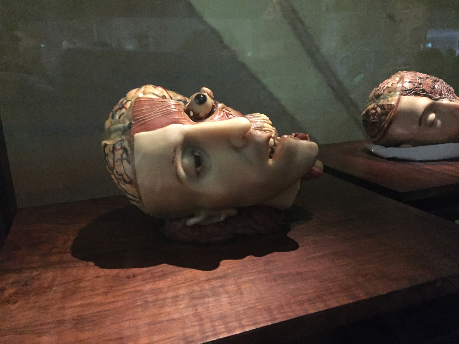 Visite du musée de l’homme