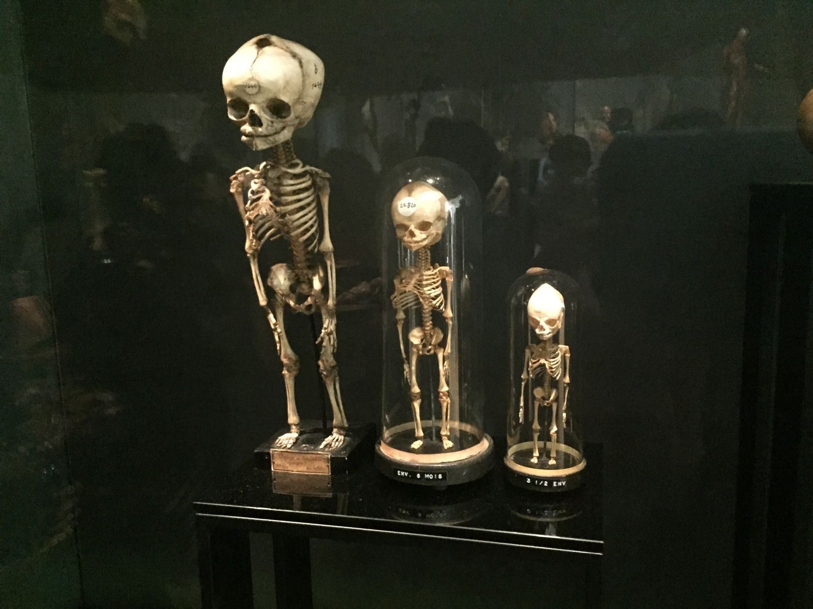 Visite du musée de l’homme