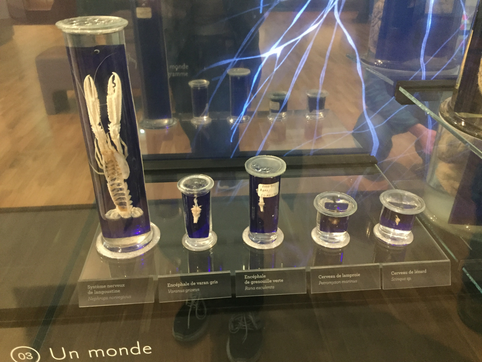 Visite du musée de l’homme