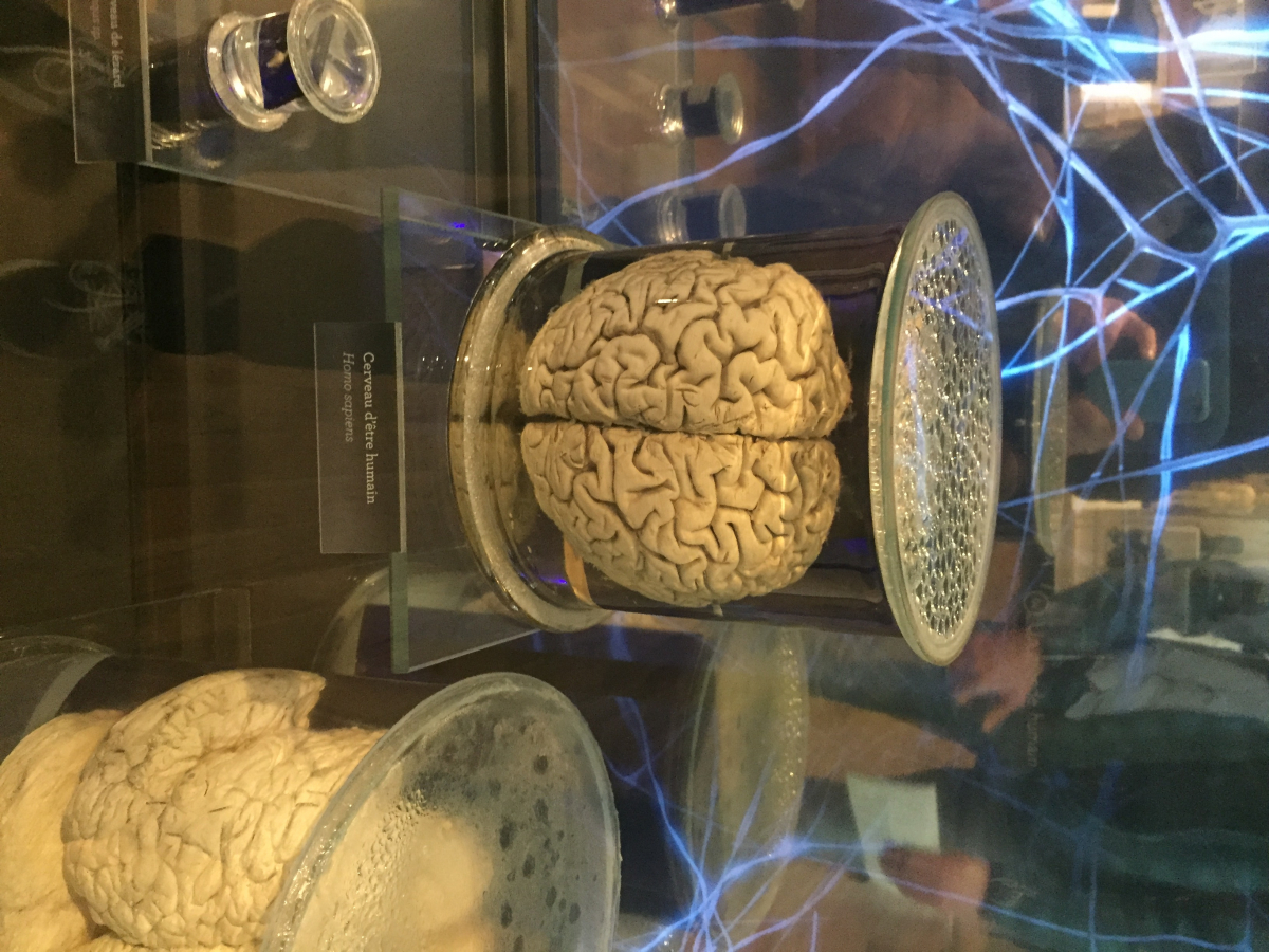 Visite du musée de l’homme