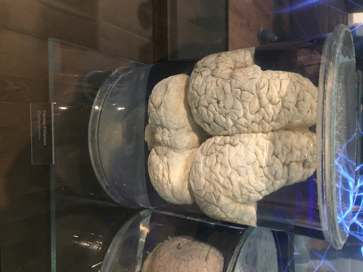Visite du musée de l’homme