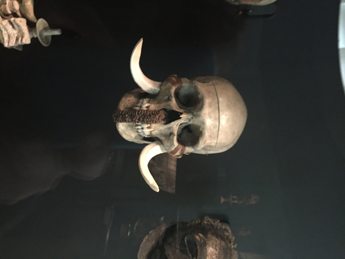 Visite du musée de l’homme