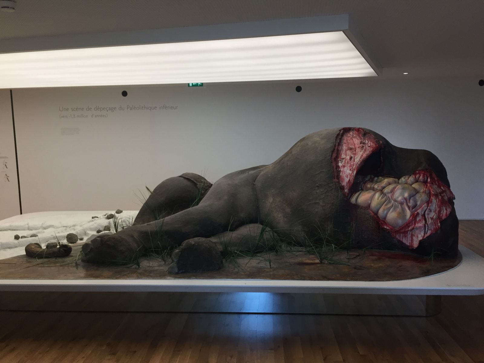 Visite du musée de l’homme