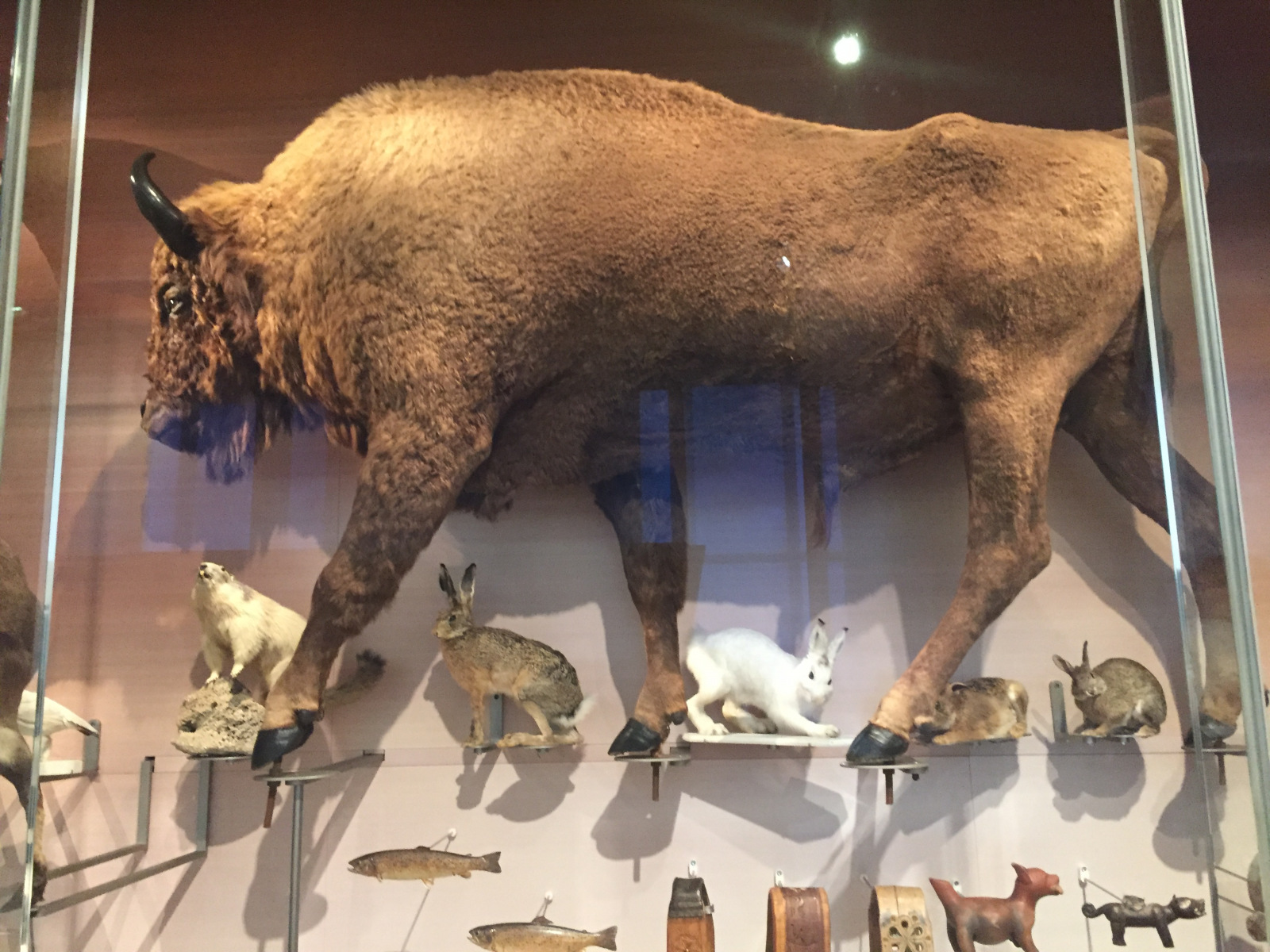 Visite du musée de l’homme