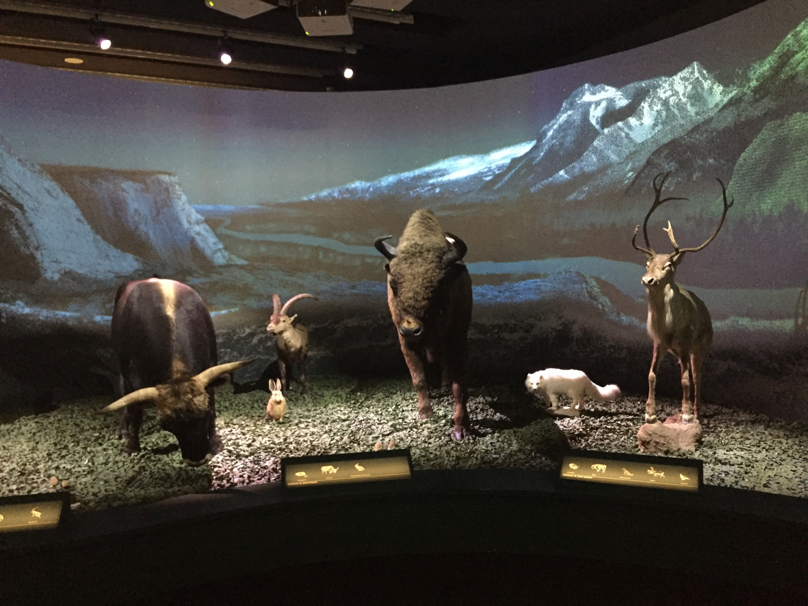 Visite du musée de l’homme