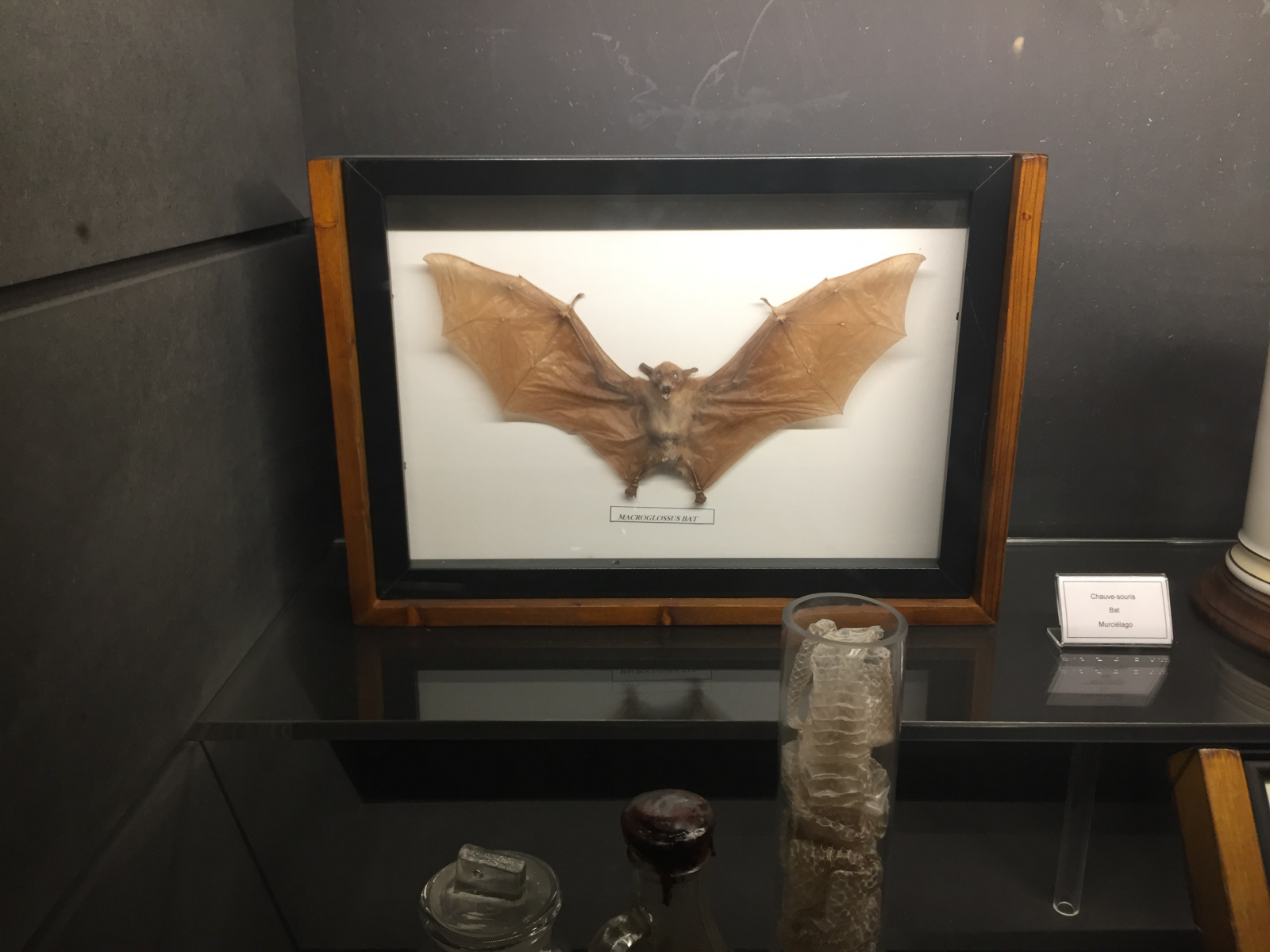 Visite de l’exposition Poison au Palais de la Découverte