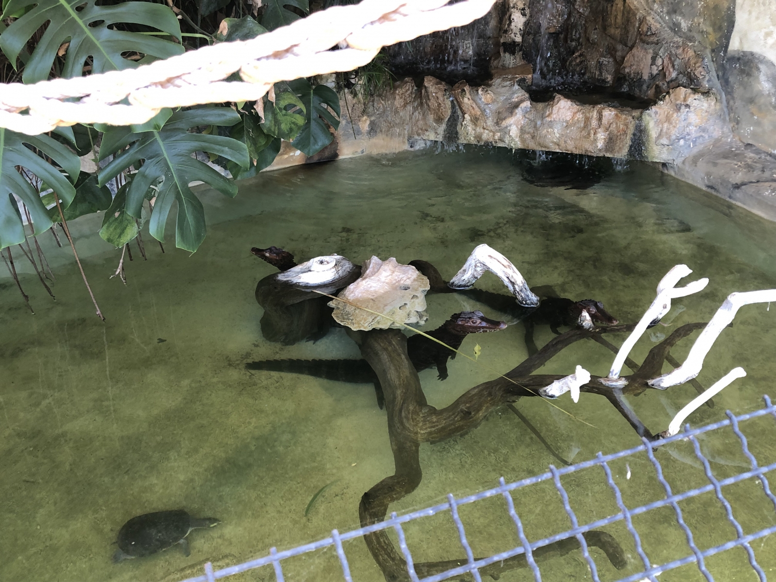 Visite du jardin animalier de Monaco
