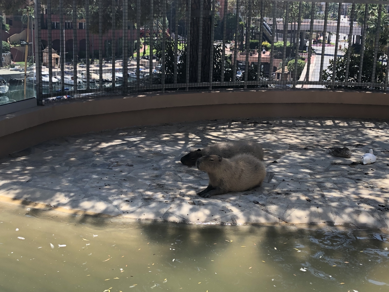 Visite du jardin animalier de Monaco