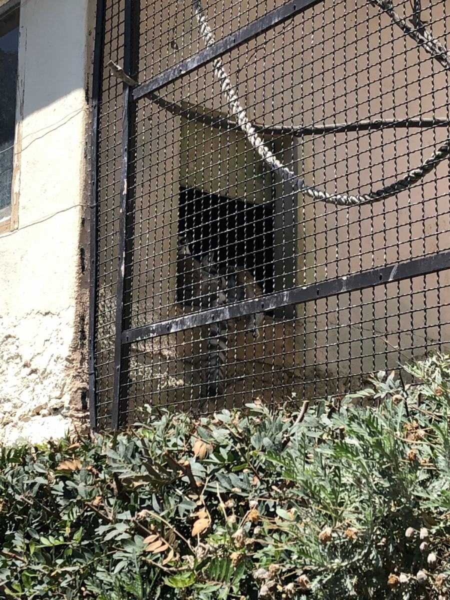 Visite du jardin animalier de Monaco
