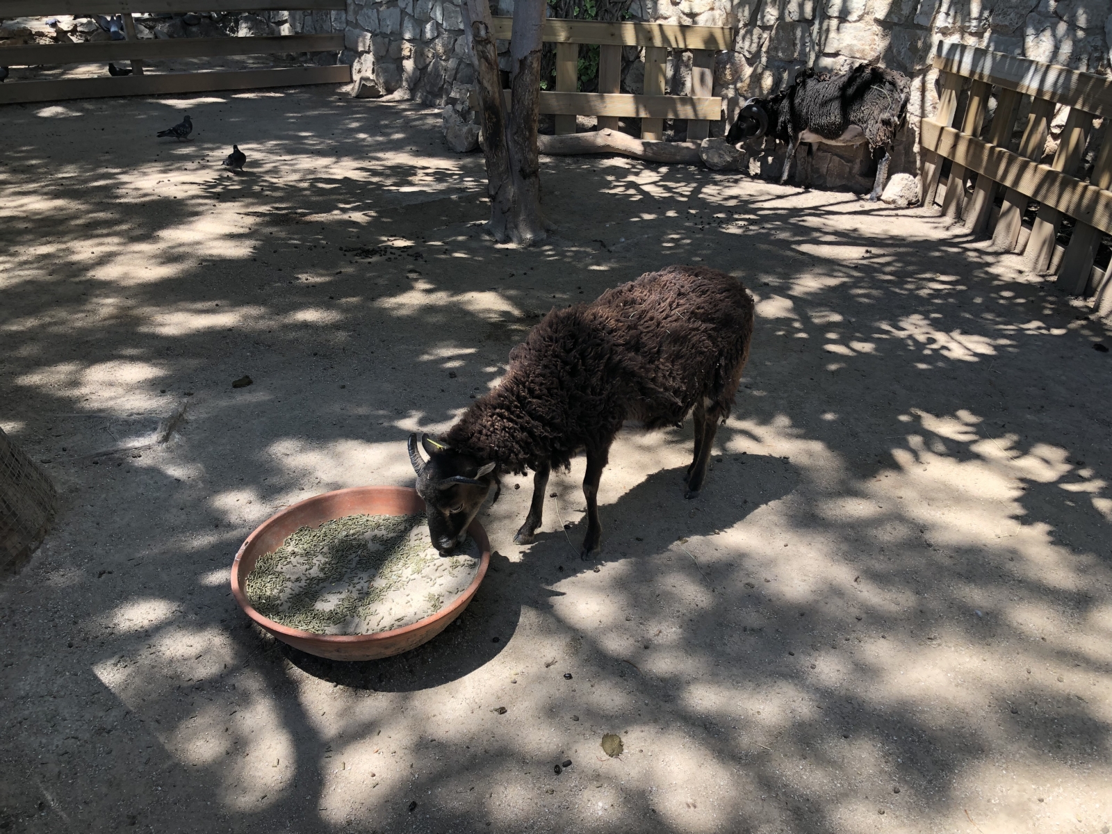 Visite du jardin animalier de Monaco
