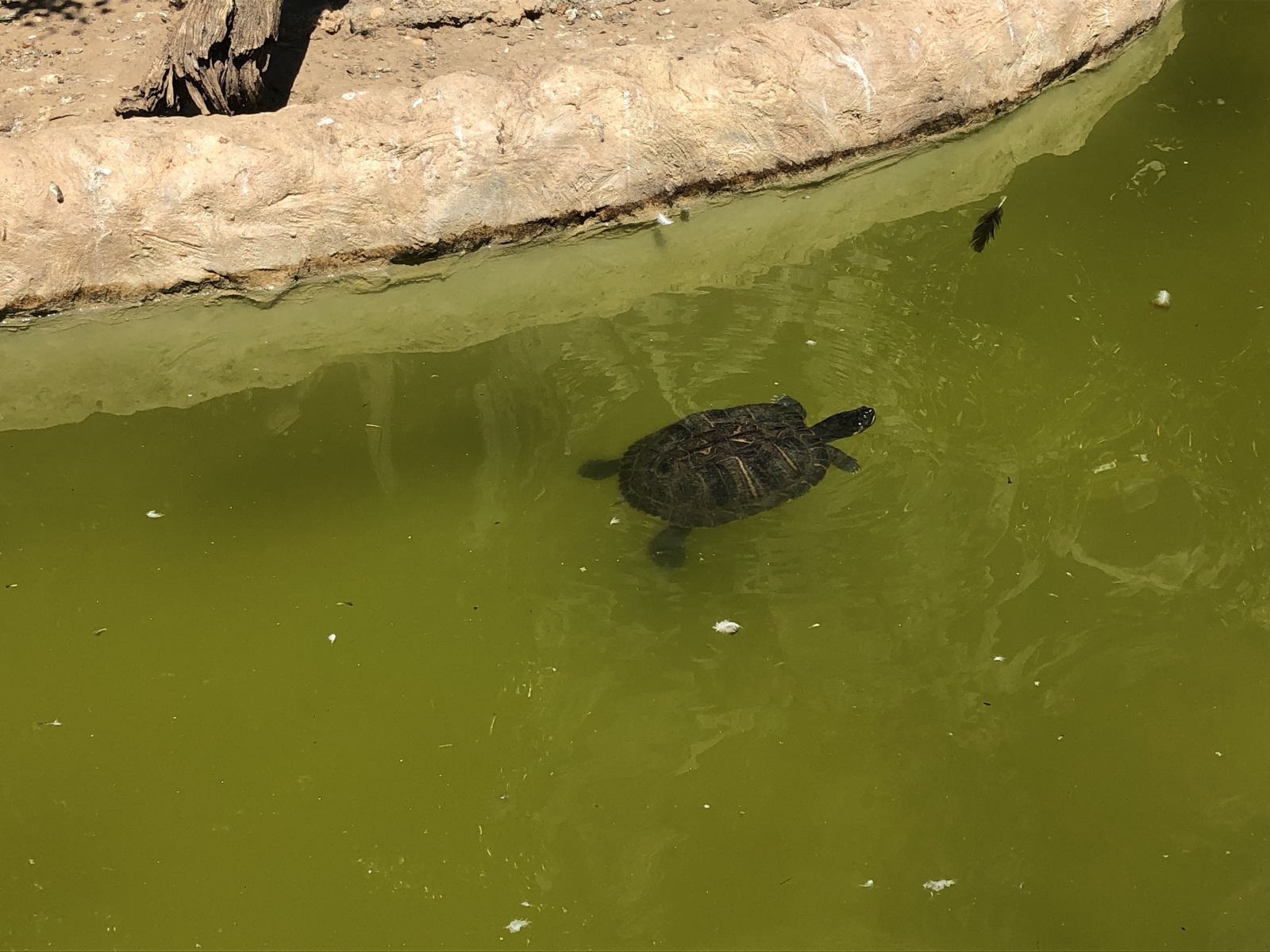 Visite du jardin animalier de Monaco