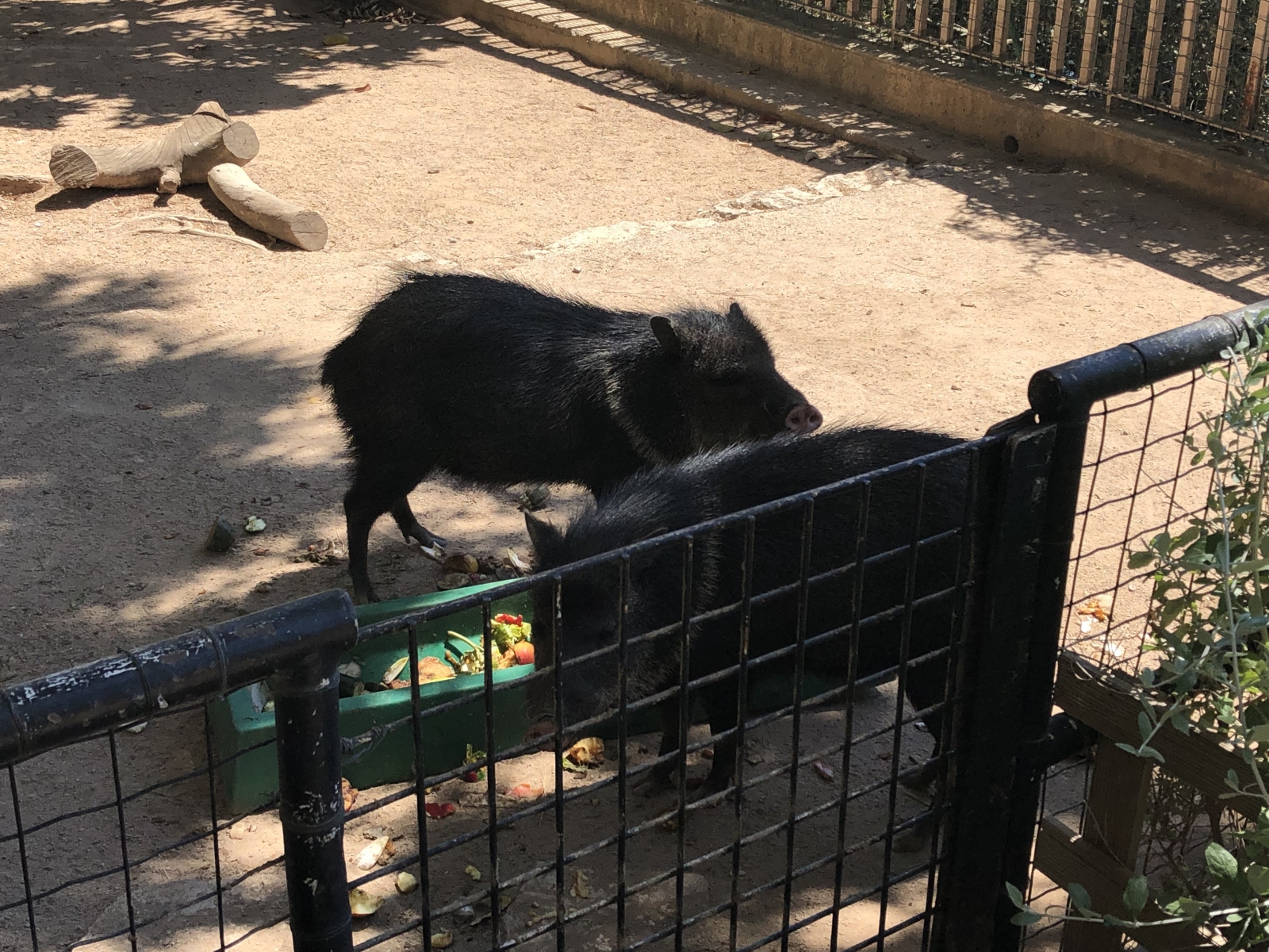 Visite du jardin animalier de Monaco