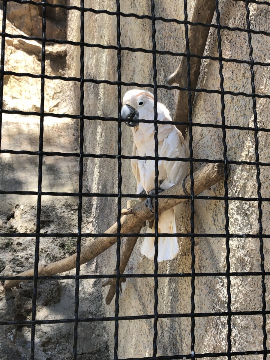 Visite du jardin animalier de Monaco