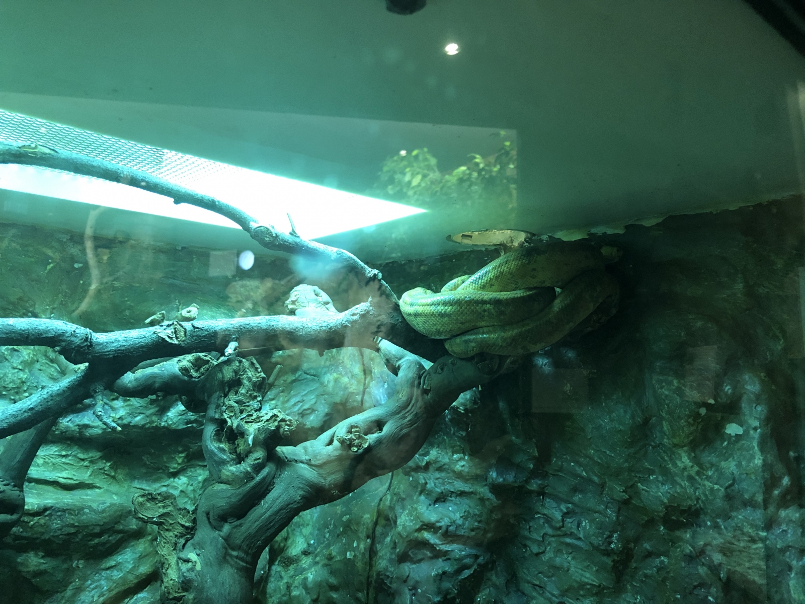 Visite du jardin animalier de Monaco