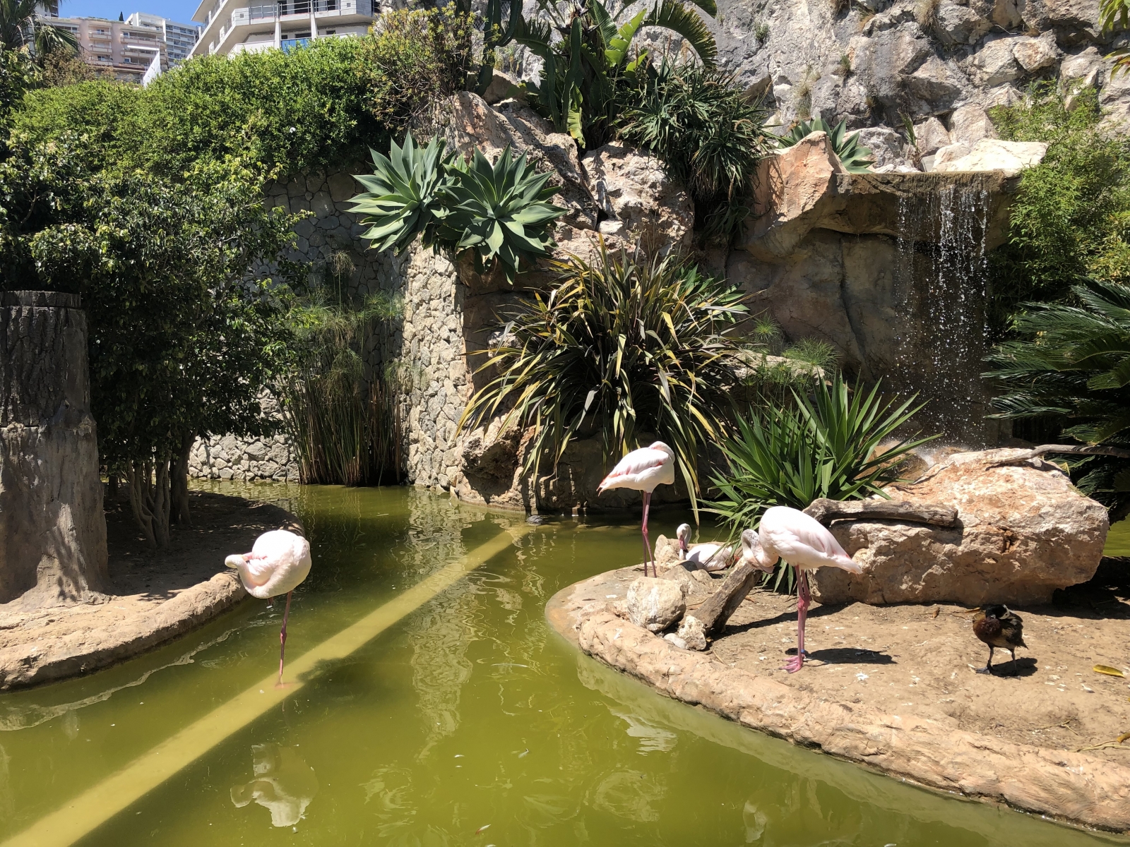Visite du jardin animalier de Monaco