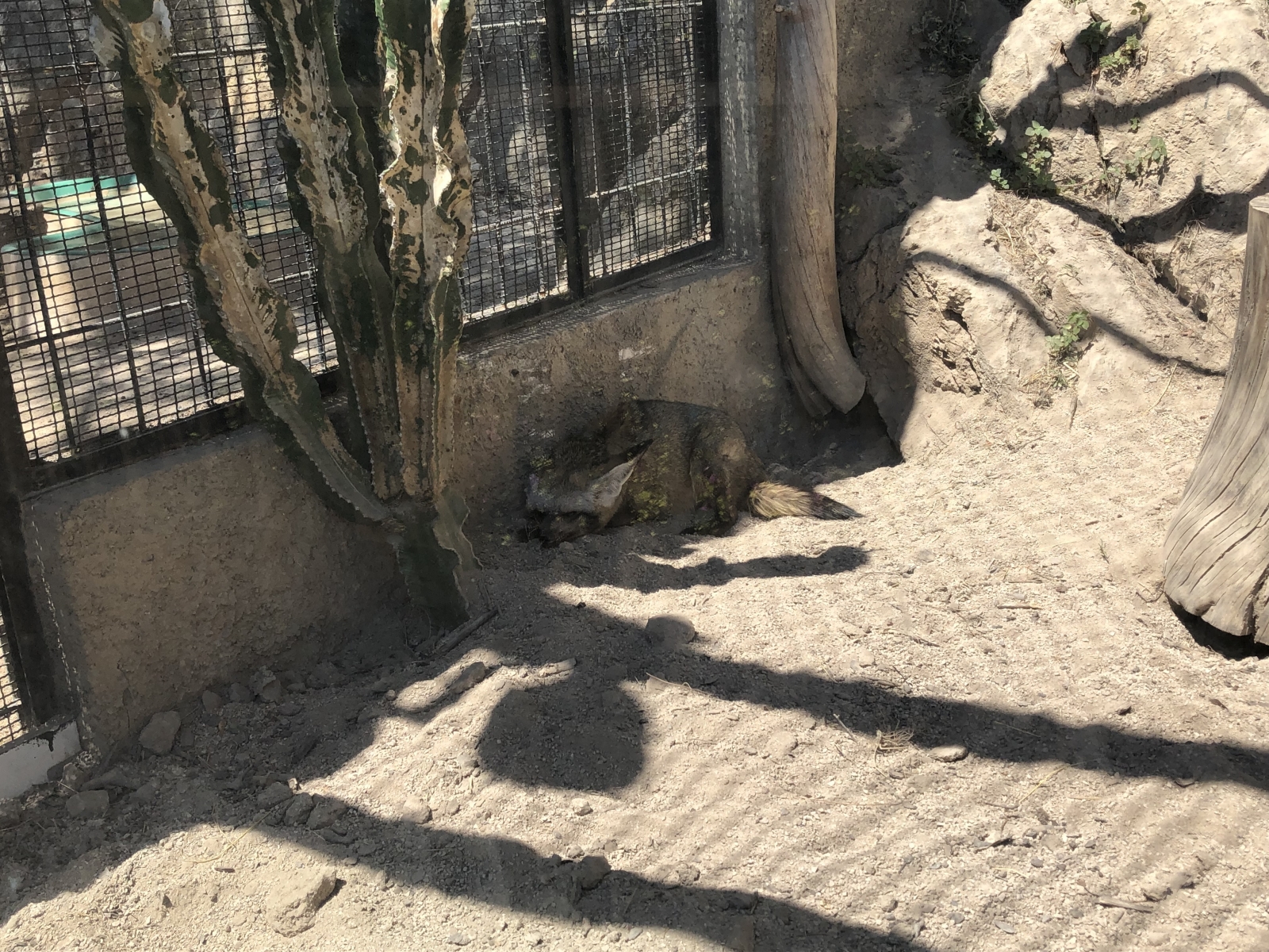 Visite du jardin animalier de Monaco