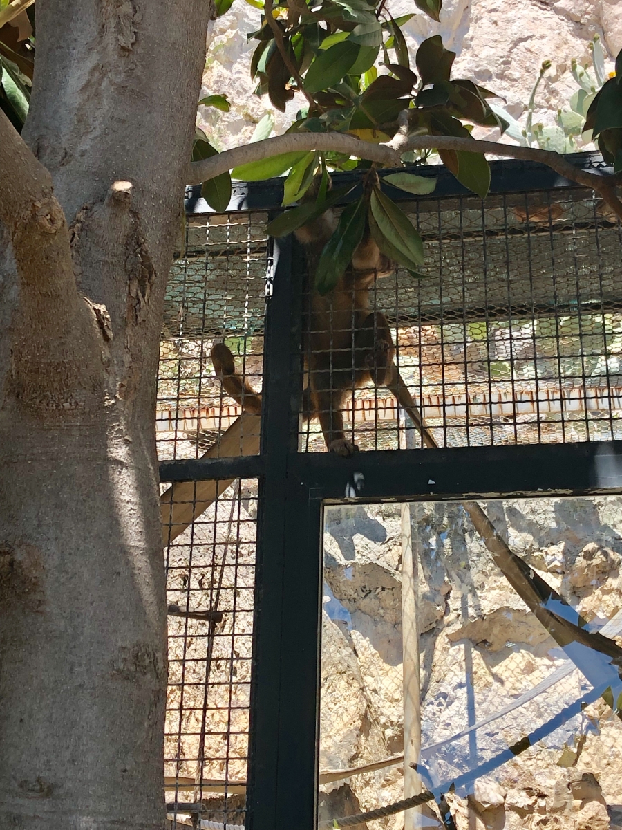 Visite du jardin animalier de Monaco