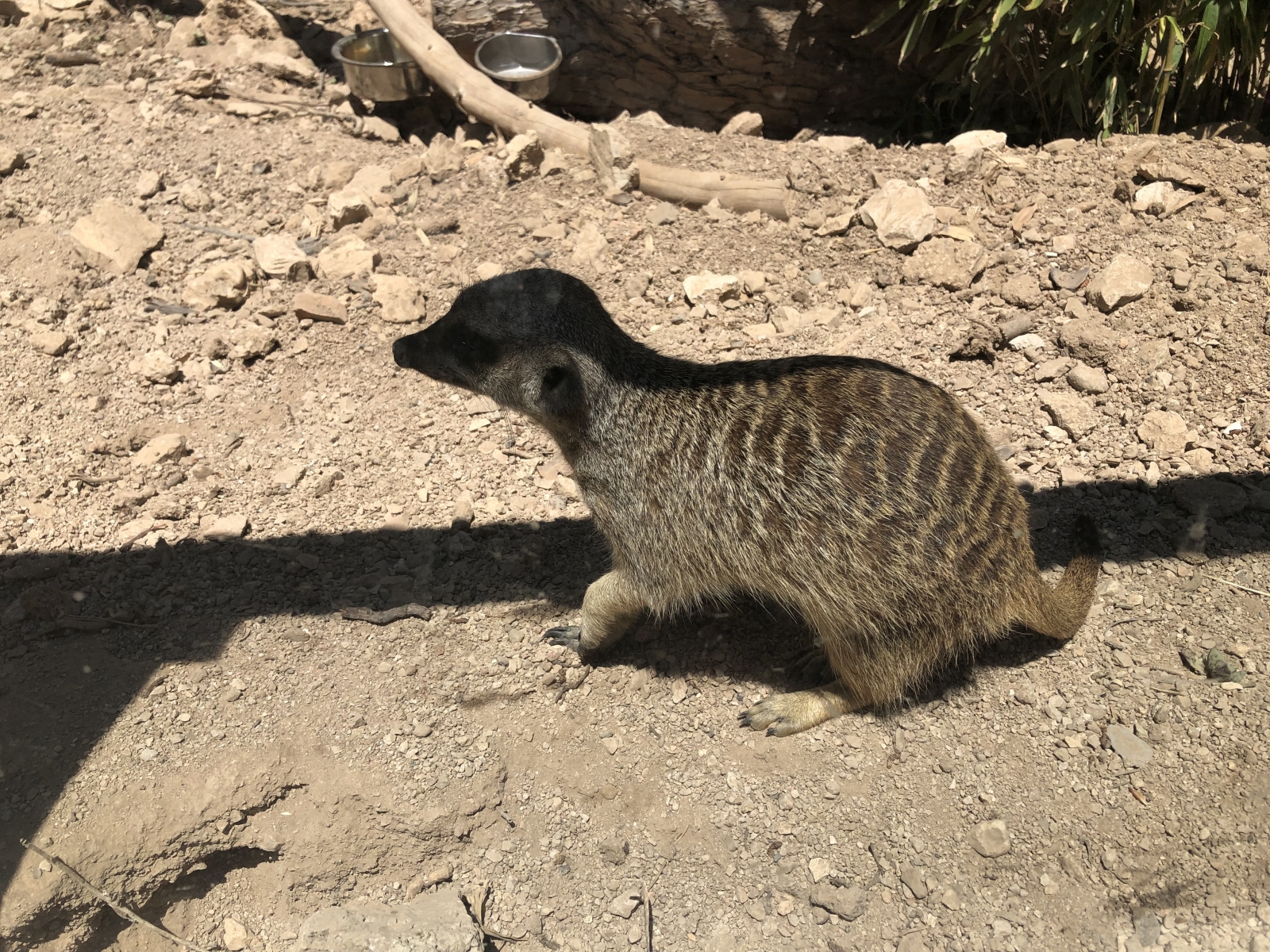 Visite du jardin animalier de Monaco