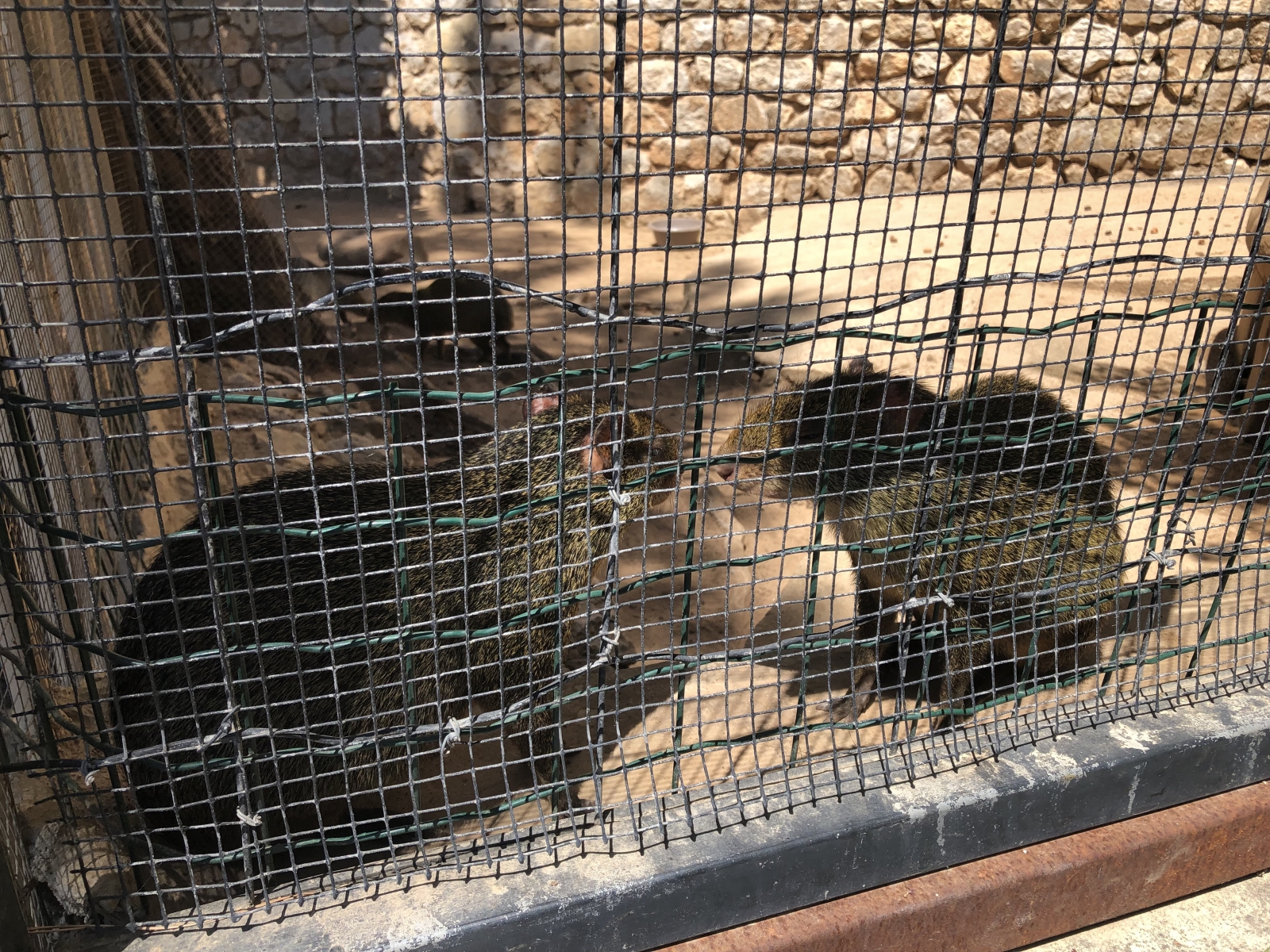 Visite du jardin animalier de Monaco