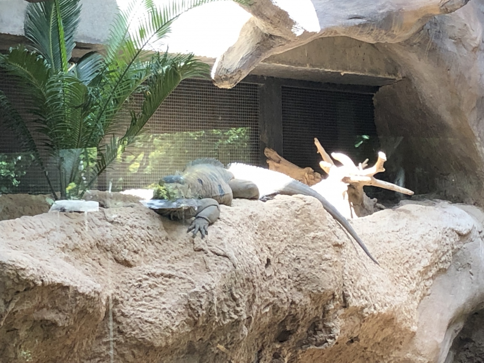 Visite du zoo de Barcelone