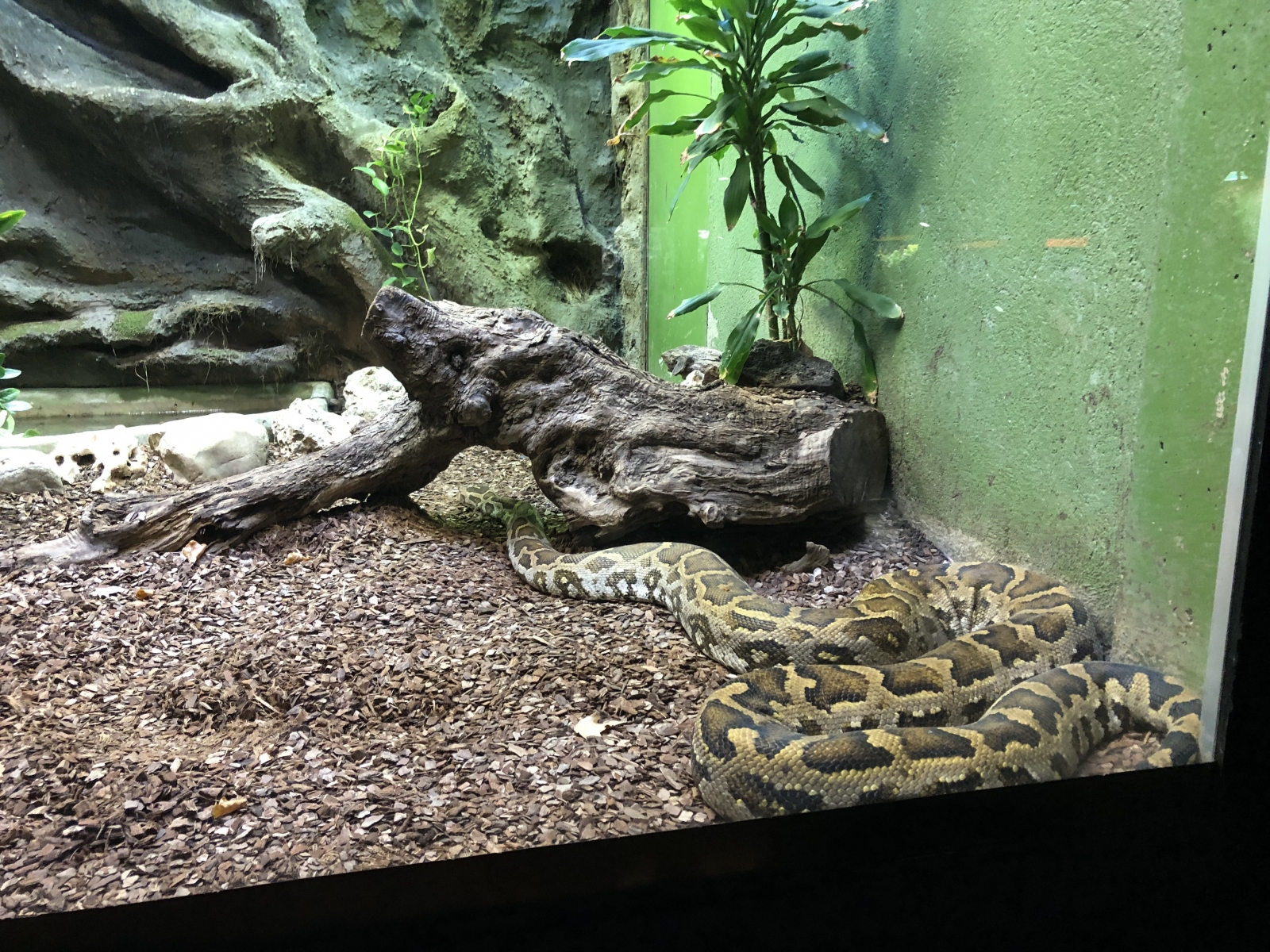 Visite du zoo de Barcelone